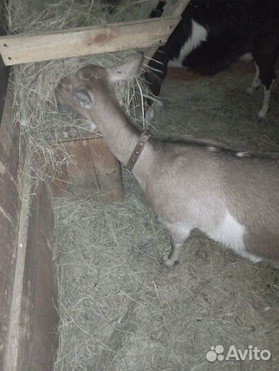 Коза дойная