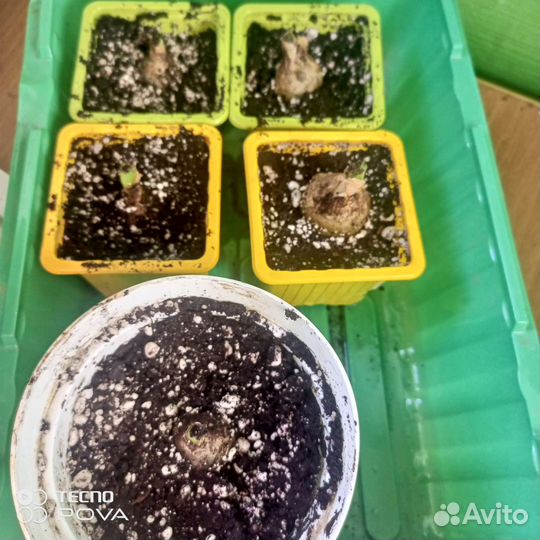 Индийский лук(Лечебный)