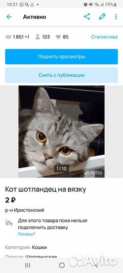 Шотландские котята