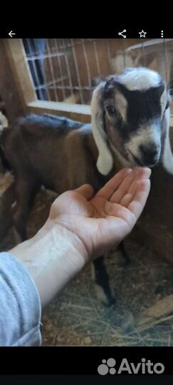 Англо нубийские козлята