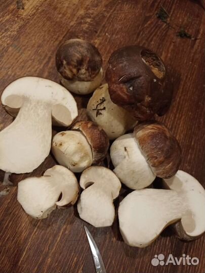 Грибы белые, маслята, красные, лисичка