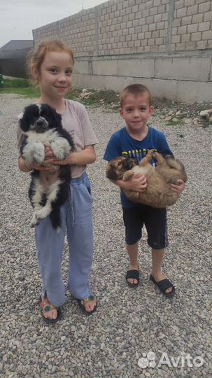 Собака в добрые руки отдам бесплатно