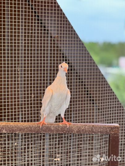 Бакинские бойные голуби