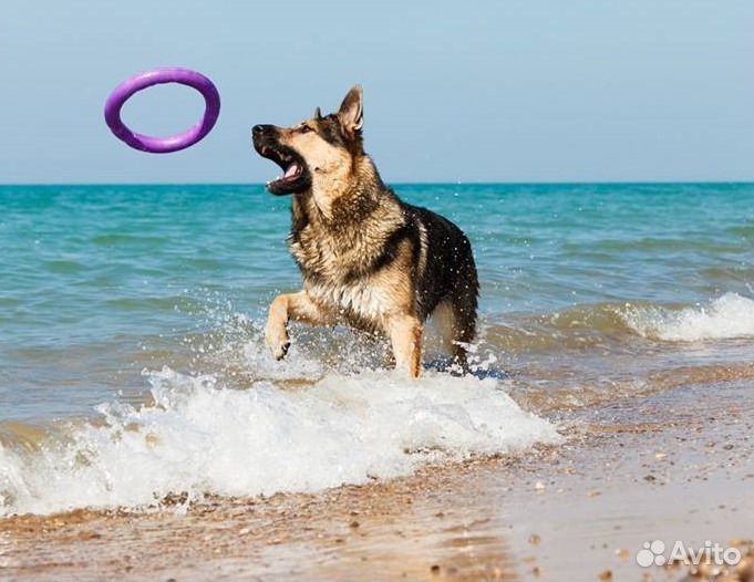 Вязка с кобелём вео