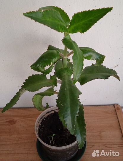 Комнатные растения