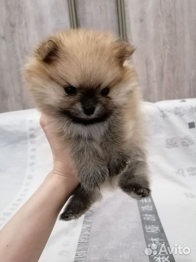 Щенки шпица