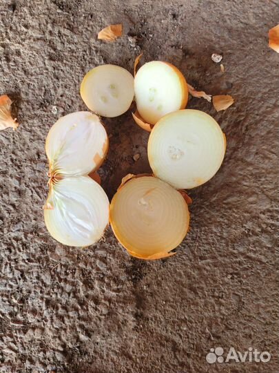 Лук репчатый оптом свежеперебранный