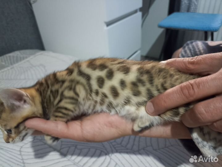 Бенгальский золотые девочки котята