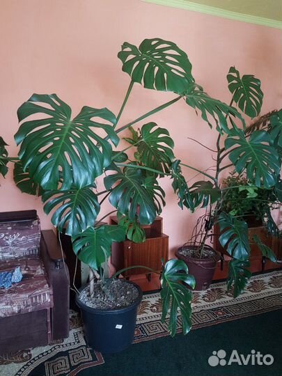 Монстера для офиса