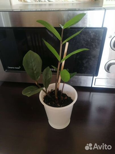 Замиокулькас