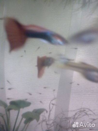 Мальки гуппи