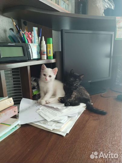 Кошки бесплатно