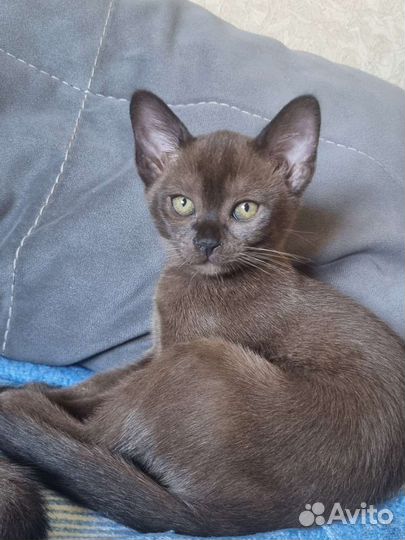 Бурма европейская