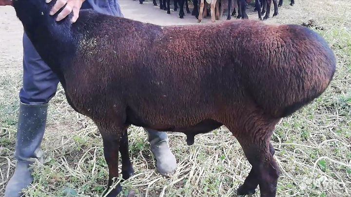 Овцы бараны ягнята