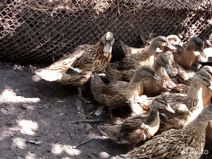 Утки подсадные
