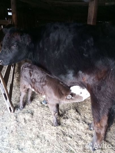 Корова с теленком