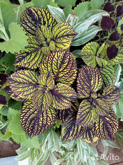 Колеусы вегетативные черенки