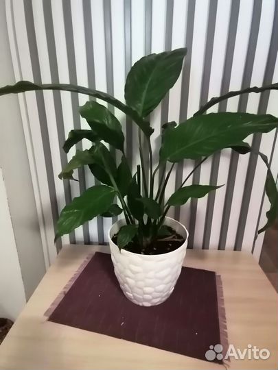 Спатифиллум