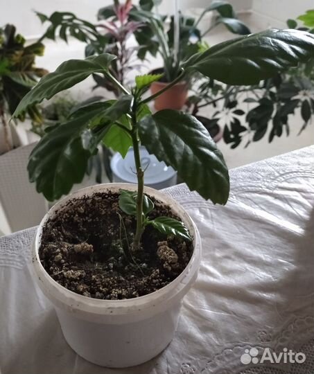 Гибискус китайская роза-Розан(комнатный)