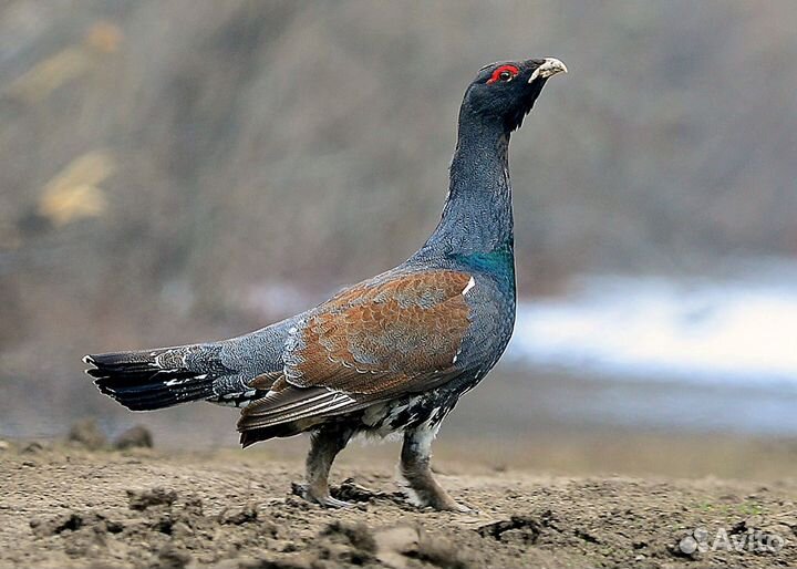 Продажа дичь боровая