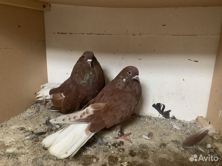 Николаевские голуби