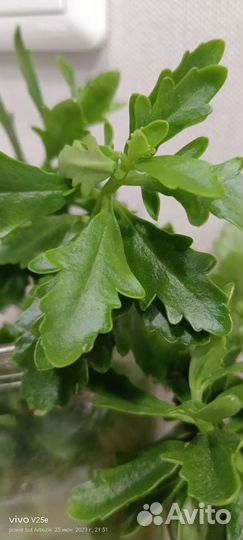 Каланхоэ растки