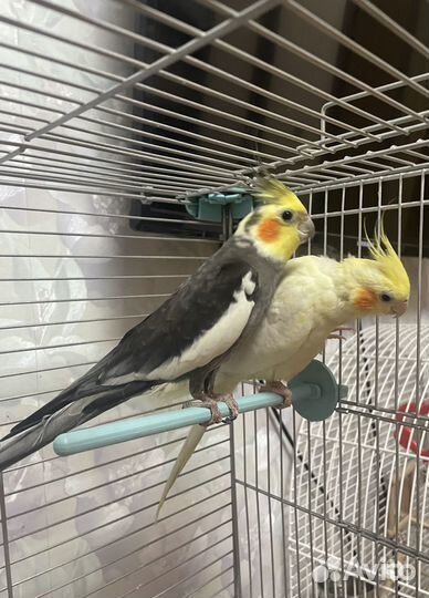 Корелла пара