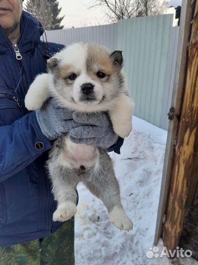 Щенки западно сибирской лайки