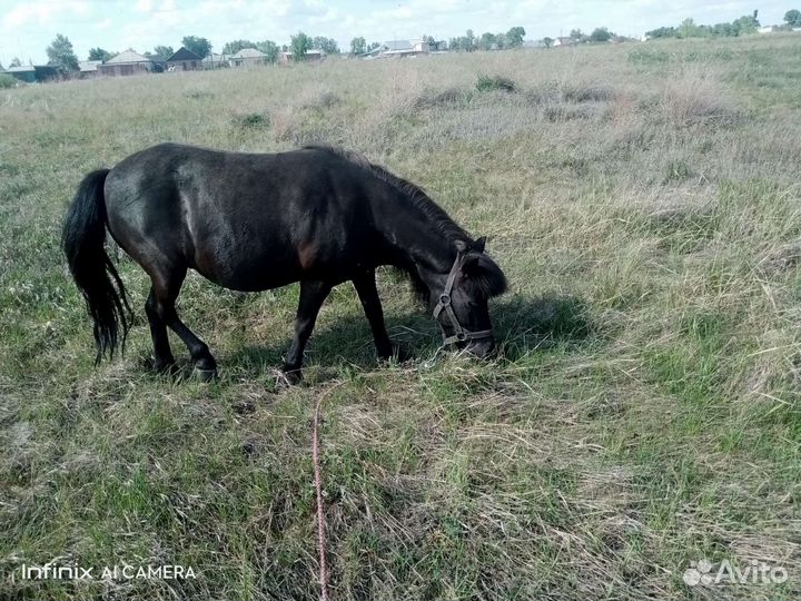 Шетлендская пони. Кобыла. 7 лет