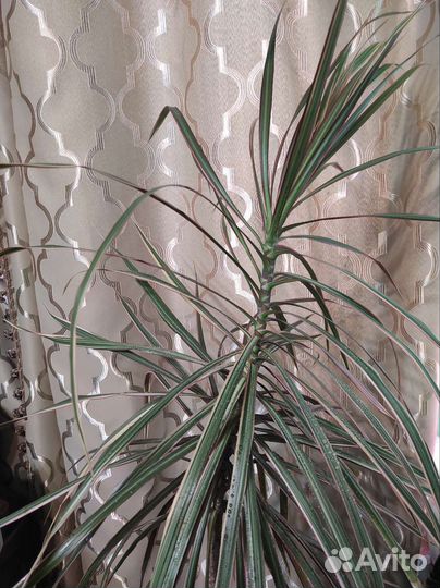 Драцены, фикус,хлорофитум,хатиора