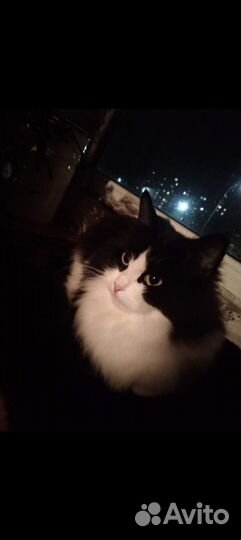 Кошка мышеловка