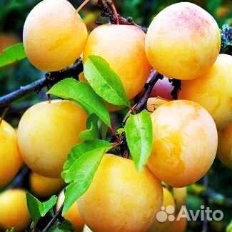 Саженцы диплоидных слив