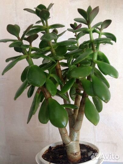 Цветок Толстянка древовидное (денежное дерево)