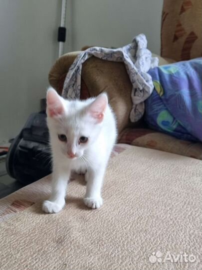 Котята в добрые руки бесплатно