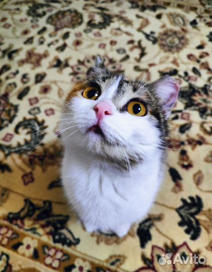 Кошка мышеловка
