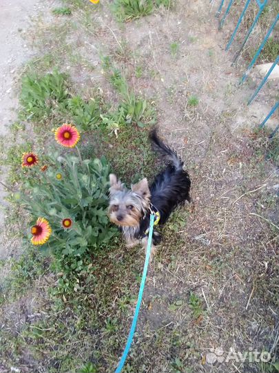 Домашняя передержка