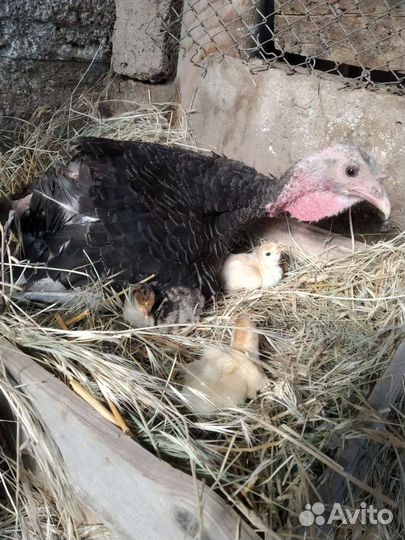 Индюшата