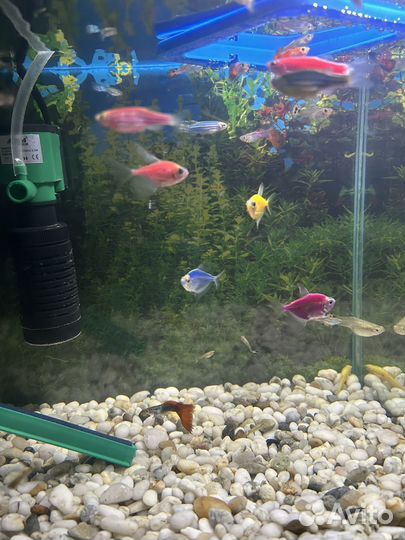 Рыба в аквариум