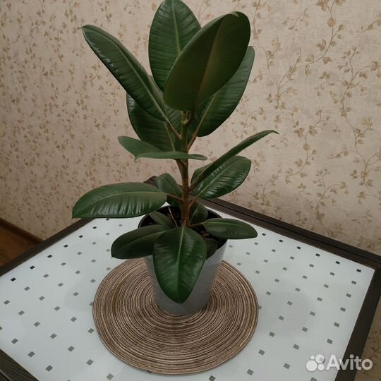 Фикус с горшком