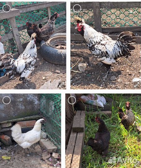 Яйцо куриное, индюшиное инкубационное