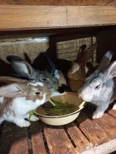 Продам кроликов