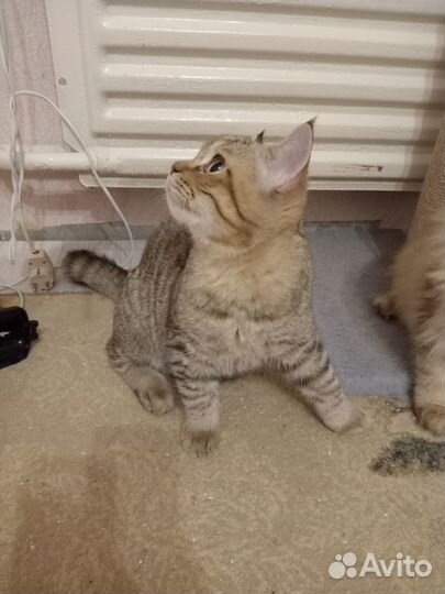 Британские котята