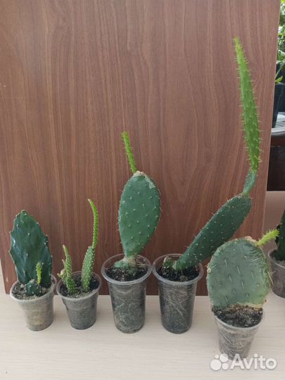 Кактус опунция