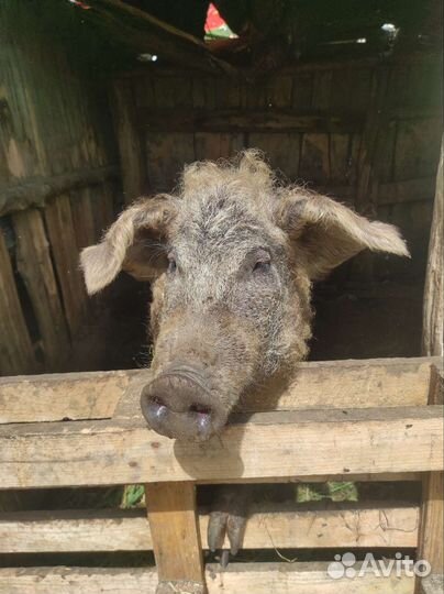 Хряк венгерской мангалицы