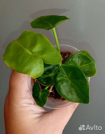 Филодендроны сортовые