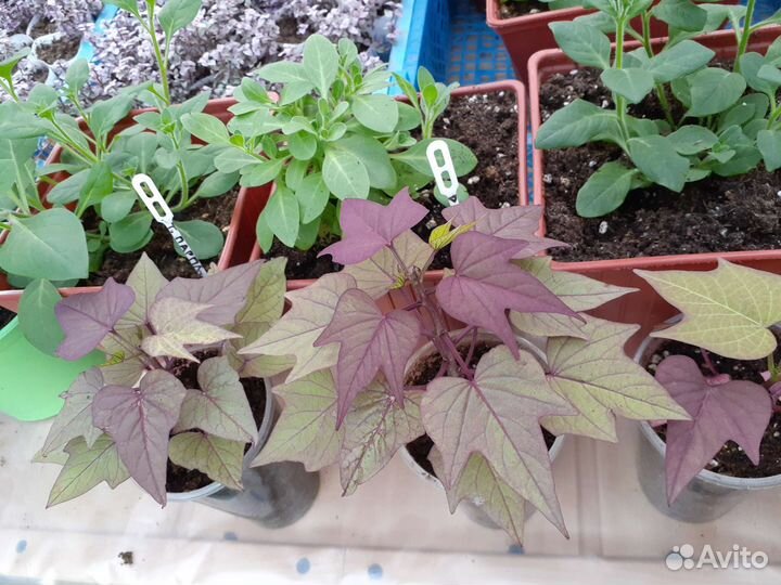 Ипомея батат