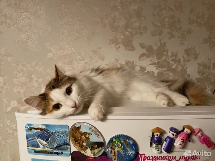 Отдам бесплатно