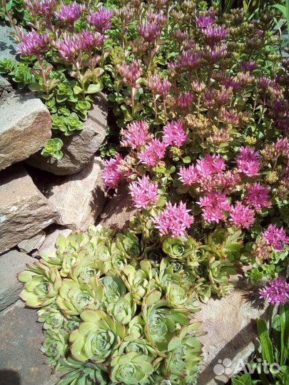 Многолетники садовые