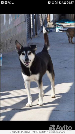 Собака бесплатно