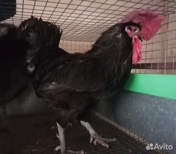 Петух Ухей илюй